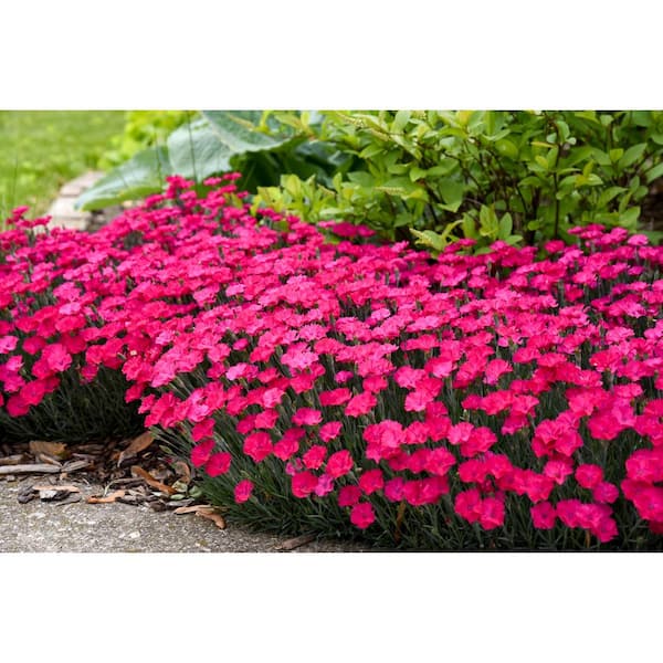 PROVEN WINNERS 0.65 Gal. Paint The Town Magenta (Dianthus) Live Plant, Pink Flowers