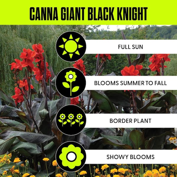 Cannas Giant Black Knight Bulbs (Set of 6)