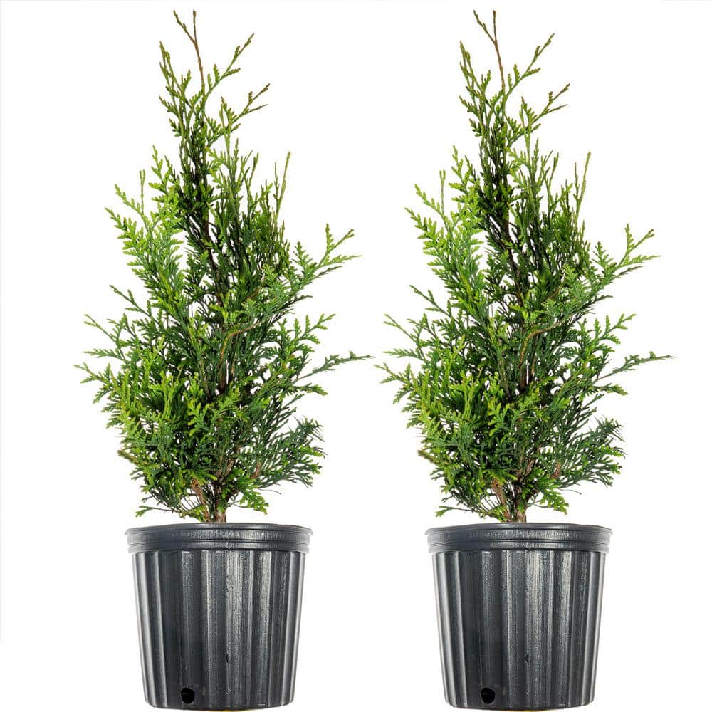 2 ft. - 3 ft. Thuja Green Giant Tree (2-Pack)