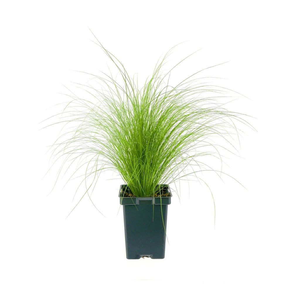 Perennial Grass Stipa 1.0 qt. 2446 - The Home Depot