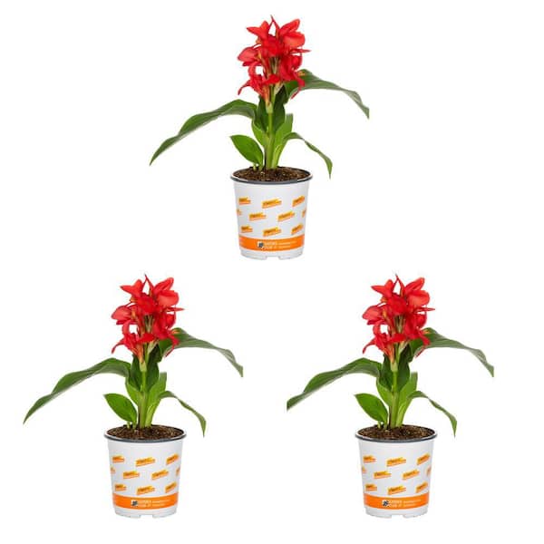 METROLINA GREENHOUSES 2 Qt. Canna Lily Cannova Rose Perennial Plant (3-Pack)