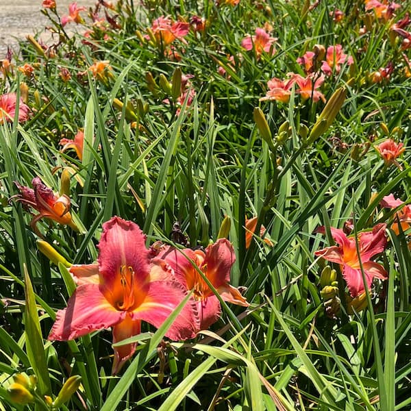 Alder & Oak #1 Container Shell Pink Daylily Perennial Flower Plant