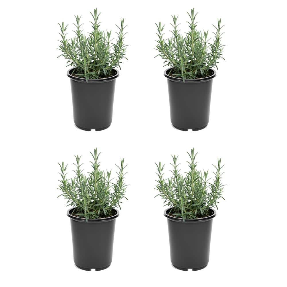 2.5 qt. Rosemary Officinalis Perennial (4-Pack)