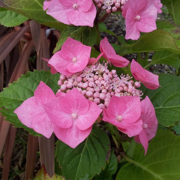 national PLANT NETWORK 4 in. Hydrangea Preziosa (3-Pack) HD3195