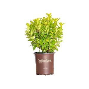 2 Gal. Florida Sunshine Anise (Illicium) Shrub Plant with Shade-Friendly Chartreuse Yellow Foliage
