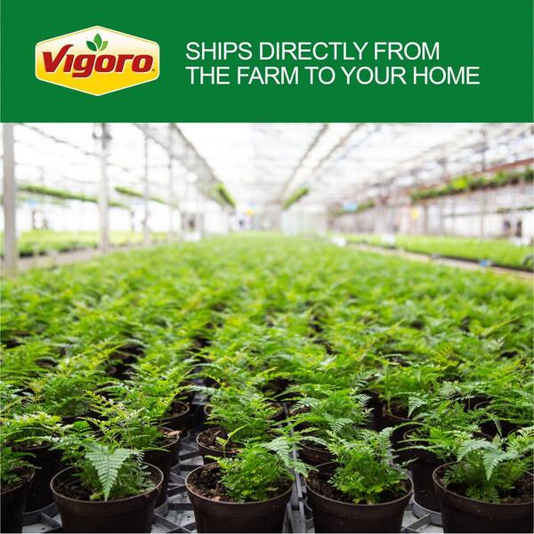 Vigoro Golden Pothos Indoor Plant in 6 in. White Decor Planter, Average Shipping Height 1-2 ft. Tall (2-Pack)
