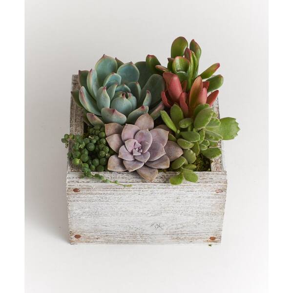 Shop Succulents Wood Succulent Planter Comes Planted with Live Succulent Plants