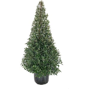 Eugenia Cone Topiary-Live Plant in a 10 Inch Pot-Eugenia Myrtifolium-Outdoor Topiary for Patios and Outdoor Decor