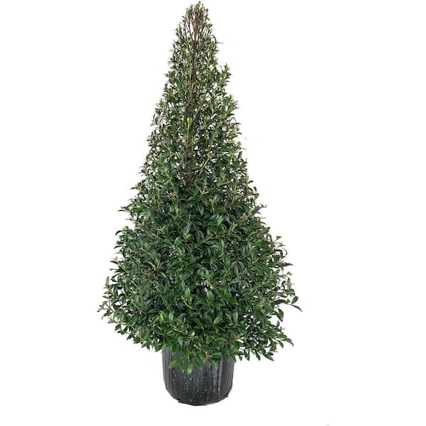 Eugenia Cone Topiary-Live Plant in a 10 Inch Pot-Eugenia Myrtifolium-Outdoor Topiary for Patios and Outdoor Decor