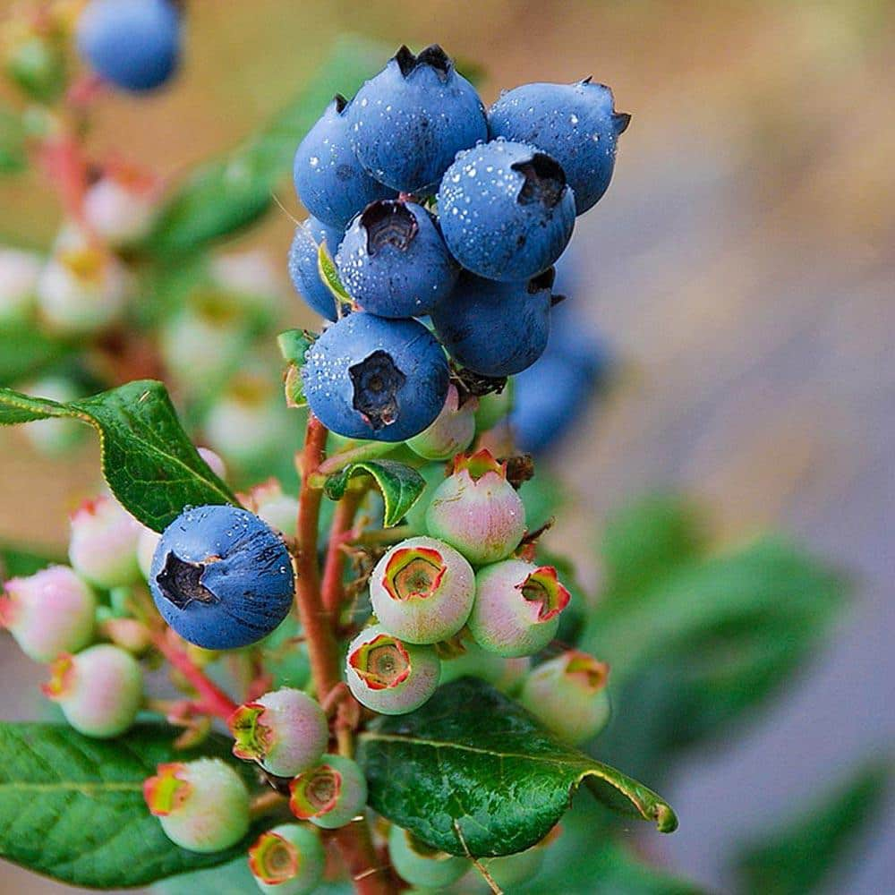 Order Family Tree Farms Jumbo Ultra-Premium Blueberries