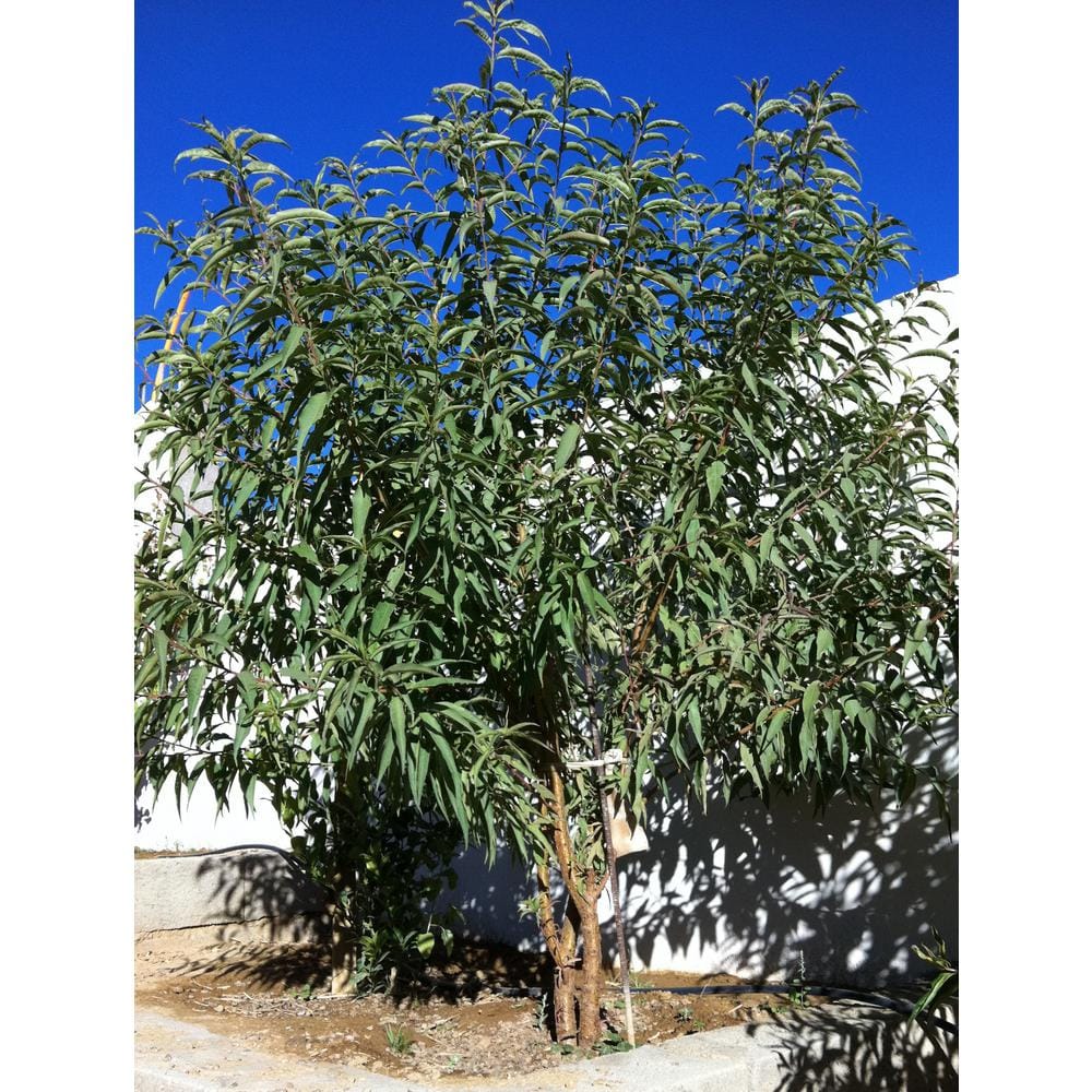 Online Orchards All In 1 Almond Tree