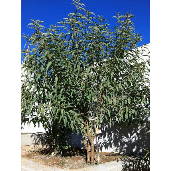 Online Orchards All-in-1 Almond Tree Bare Root