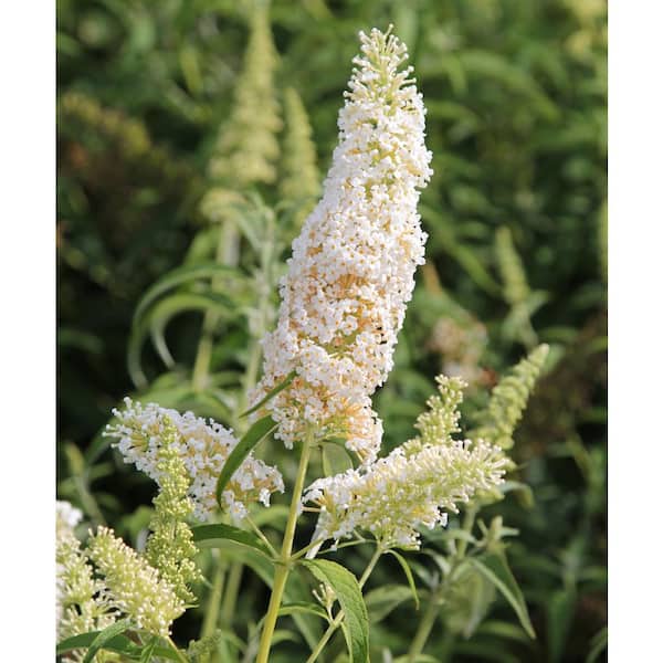 national PLANT NETWORK 2.5 Qt. Buddleia 3-in-1 Flowering Shrub with Red, White and Purple Flowers