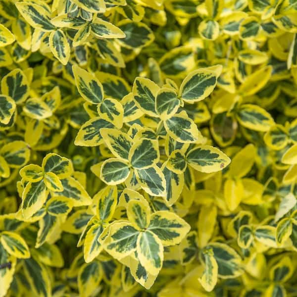 3 Gal. Pot Emerald and Gold Euonymus, Broadleaf Evergreen Groundcover Shrub (1-Pack)