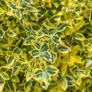 2.50 Qt. Pot Emerald and Gold Euonymus, Live Broadleaf Evergreen Groundcover Shrub (1-Pack)