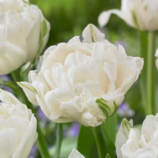 Garden State Bulb 12/+ cm, Mount Tacoma Double Late Tulip Bulbs, White (Bag of 100)