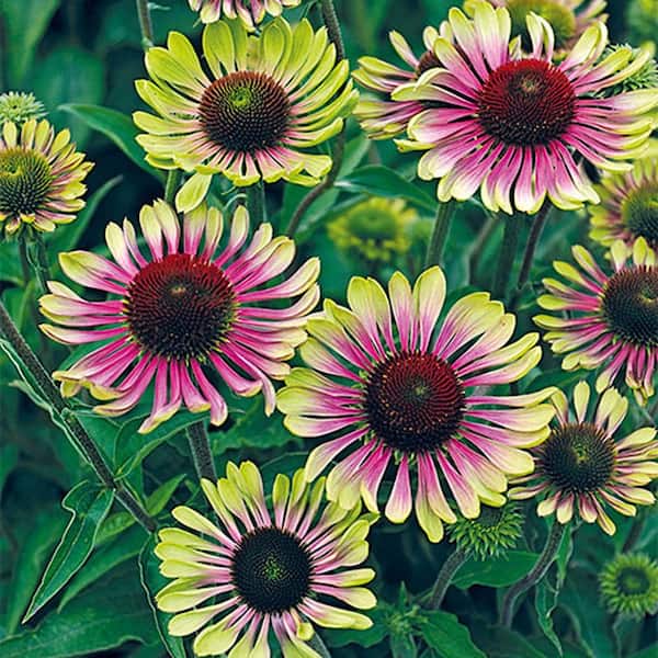 Spring Hill Nurseries Green Twister Coneflower (Echinacea), Live Bareroot  Perennial Plant, Green Flowering (3-Pack) 69537 The Home Depot
