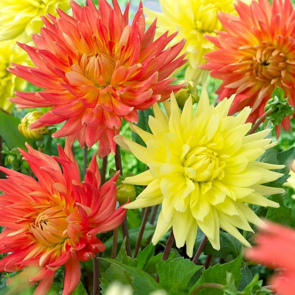 VAN ZYVERDEN Dahlias Flooded Mottos Bulbs Set of 7