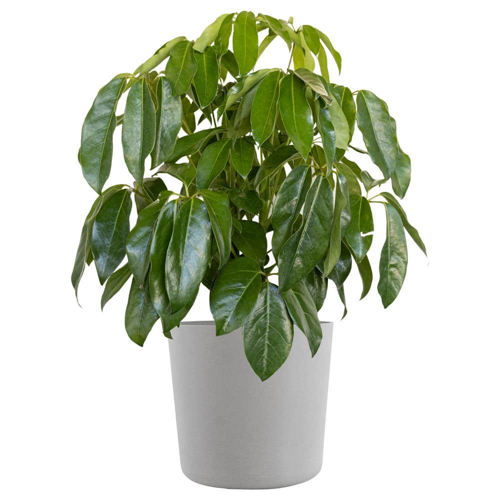 Umbrella Tree Schefflera Amate Live Indoor Outdoor Plant in 10 inch Premium