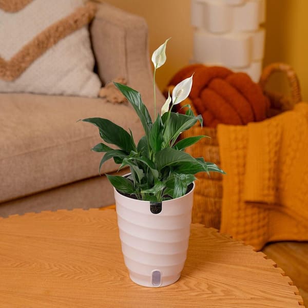 White Lilyページ すこやか ポット(大)2個 Have a question about Vigoro 6 in. Spathiphyllum Peace Lily in
