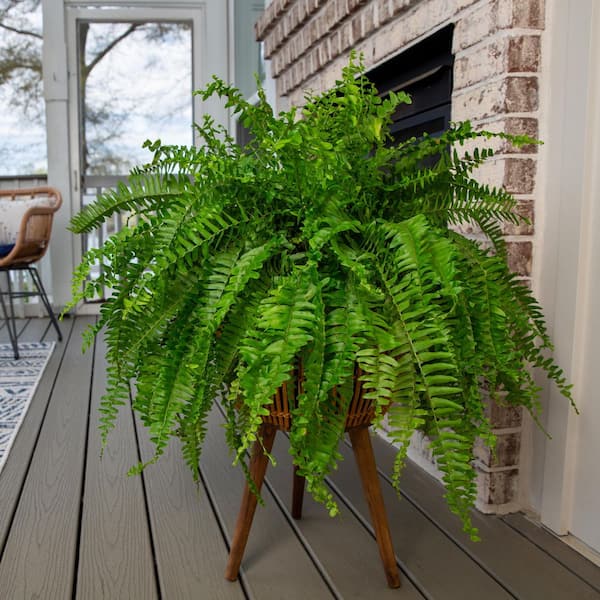 METROLINA GREENHOUSES 2.25 Gal. Boston Fern Hanging Basket Tropical Plant  22010 - The Home Depot