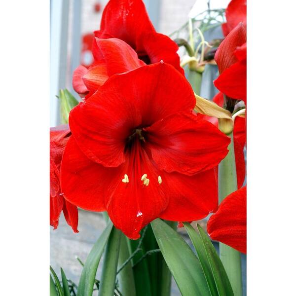 Bloomsz Red Lion Garden Amaryllis Bulbs (12-Pack)