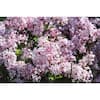 Online Orchards 1 Gal. Miss Kim Lilac Flowering Shrub with Profuse Fragrant Blossoms FLLI002