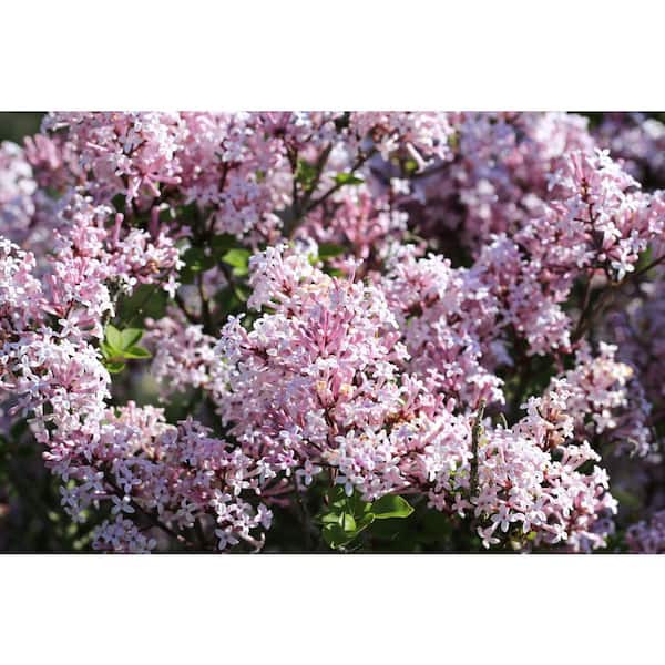 1 Gal. Miss Kim Lilac Flowering Shrub with Profuse Fragrant Blossoms