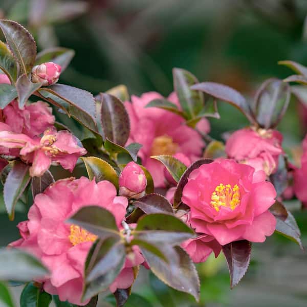 national PLANT NETWORK 1 Gal. Camellia Sasanqua October Magic