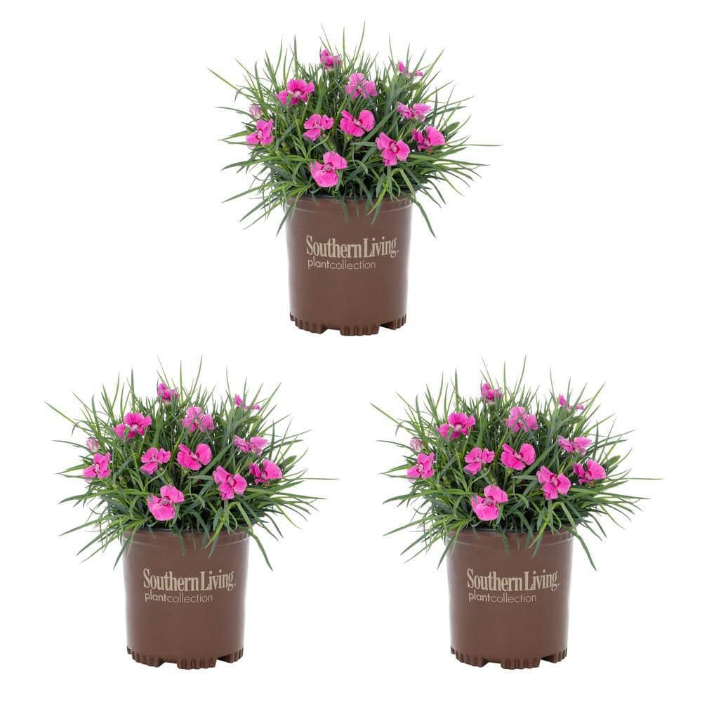 METROLINA GREENHOUSES 2.5 qt. Southern Living Dianthus Carnation ...