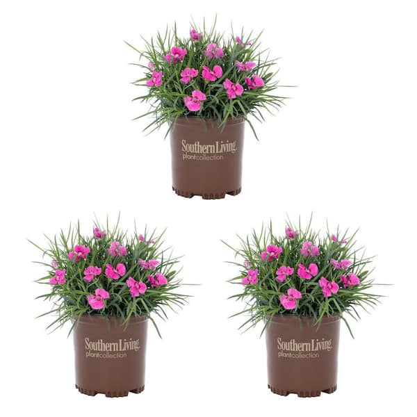 METROLINA GREENHOUSES 2.5 qt. Southern Living Dianthus Carnation American Pie Bumbleberry Pink Bicolor Perennial Plant (3-Pack)