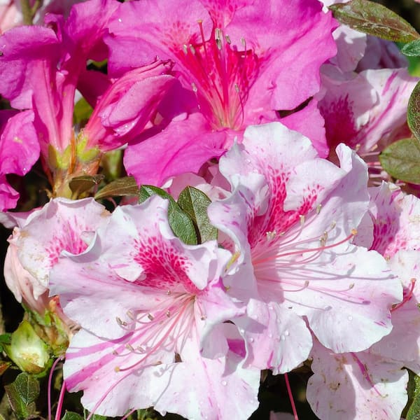 2 Gal. Autumn Twist Shrub with Bi-Color Purple Flowers
