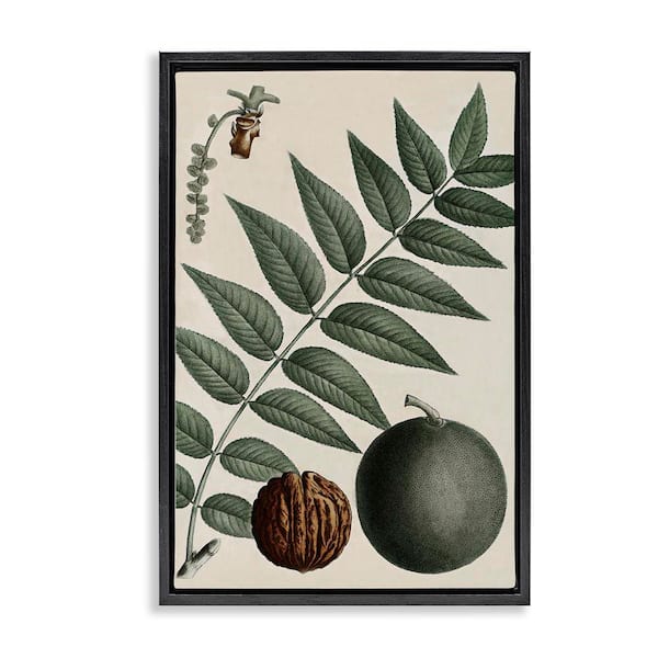 Stupell Industries Vintage Walnut and Leaf by Graffi tee Studios Black Floater Frame Nature Graphic Art Print 31 in. x 21 in.