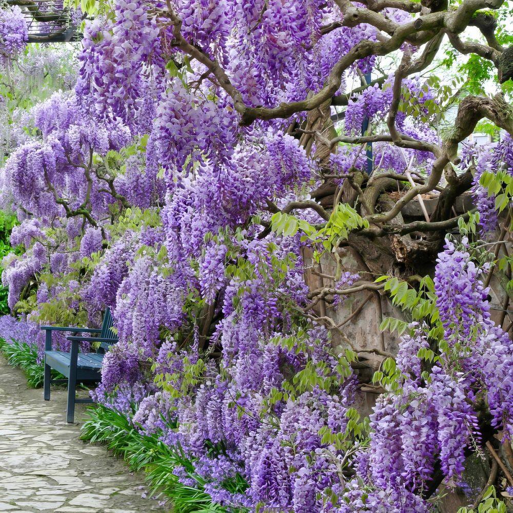 Amethyst Falls Light Purple Wisteria Vine