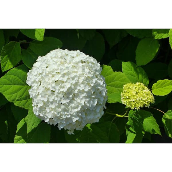 Online Orchards 1 Gal. Snowball Viburnum Shrub Pure White Florets