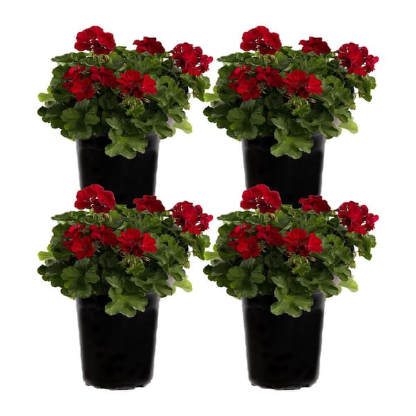 Unbranded 1 gal. Dark Red Dark Leaf Geranium Plant (4-Pack)