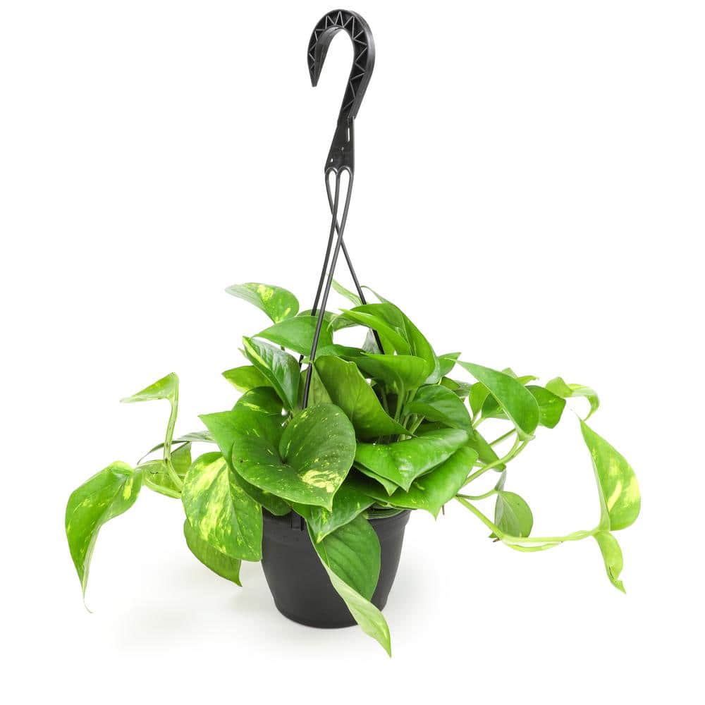 Golden Pothos Indoor Plant in Brown Plastic Hanging Basket