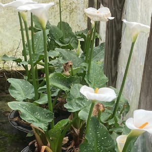 Givhandys 4 in. Potted Calla Lily White Giant Bog/Marginal Aquatic Pond Plant