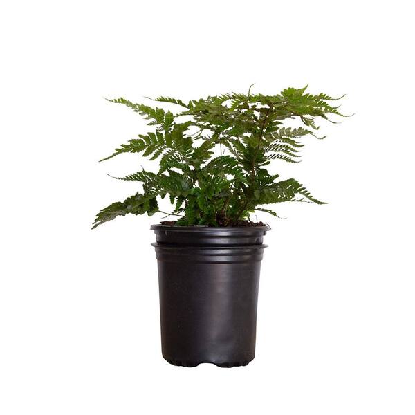 FLOWERWOOD 2.5 Qt. Autumn Fern, Live Evergreen Plant, Copper and Green ...