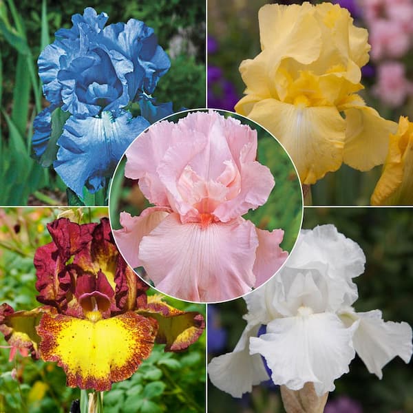 Spring Hill Nurseries Multi-Colored Flowering Iris Mixture, Live Bareroot Perennials (5-Pack)