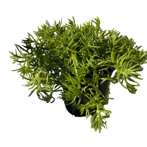 Cesicia 4 in. D x 3.5 in. Non-Fragrant Sedum Lemon Bal No Blossom