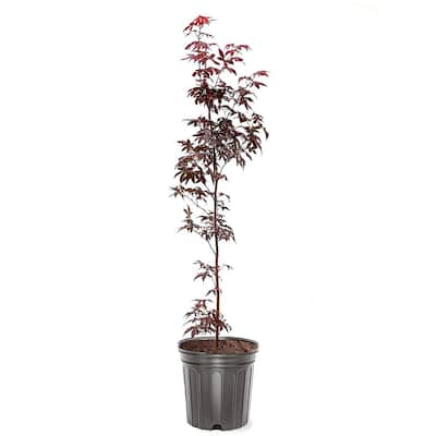 #3 pot Bloodgood Red Japanese Maple Tree