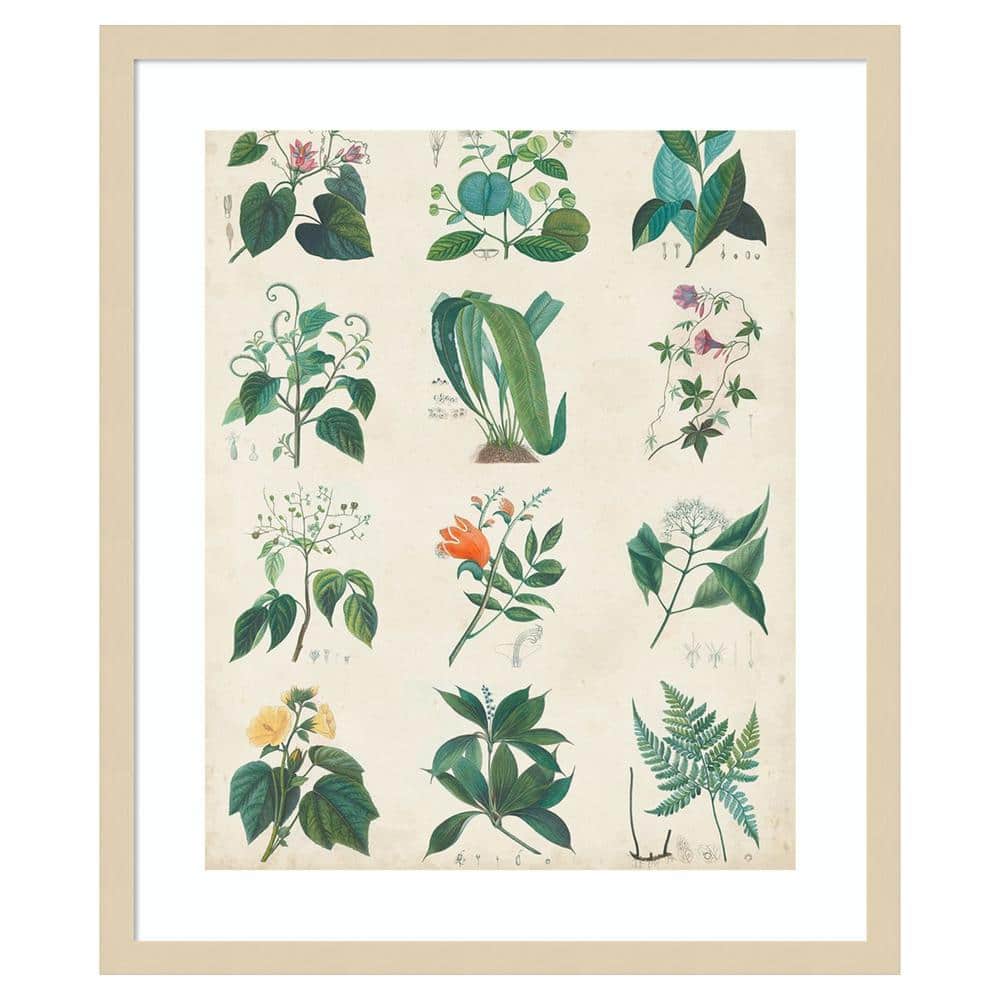 Botanical Schema II Natural Wood Framed Wall Art Print