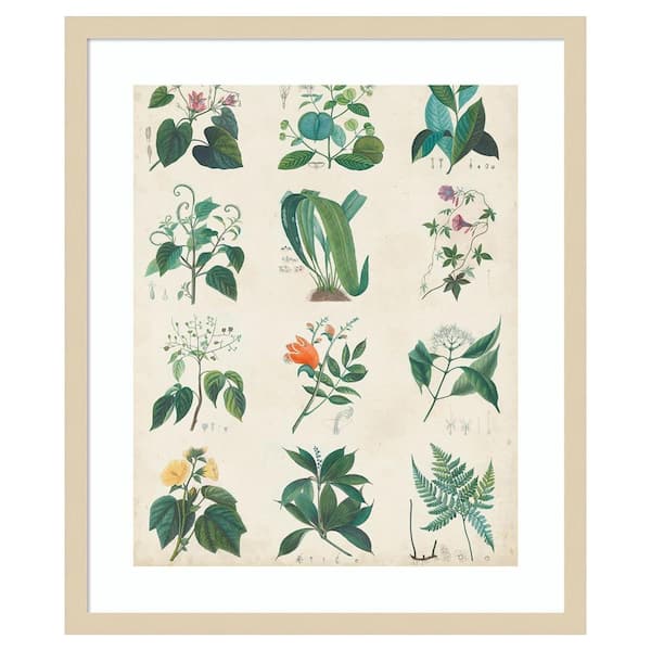 Amanti Art Botanical Schema II by Vision Studio 21 in. W x 25 in. H. Wood Framed Wall Art Print Framed in Brown