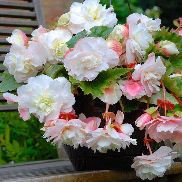 Longfield Gardens 5 cm to 6 cm Odorata White Begonia Bulbs (3-Pack)