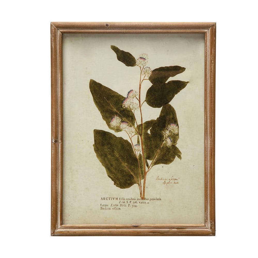 Vintage Botanical Print Set in Wood Frames, 10" x 13"