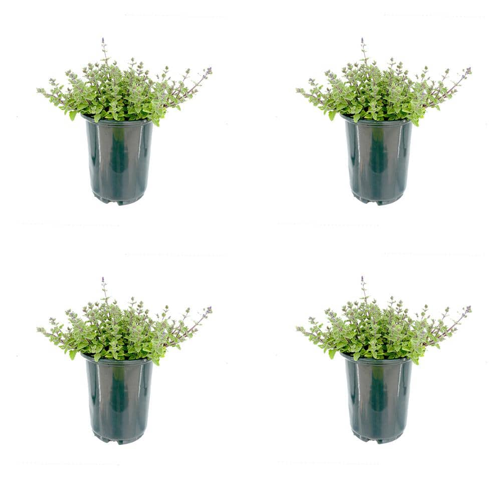 2.5 QT Perennial Plant Nepeta f. Kit Kat, (4-Pack) 2739 - The Home Depot