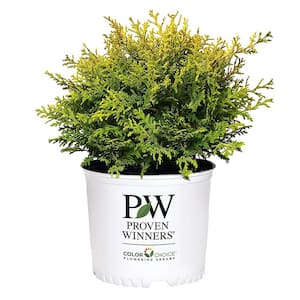 2 Gal. Soft Serve Gold False Cypress Shrub with Yellow-Gold Foliage