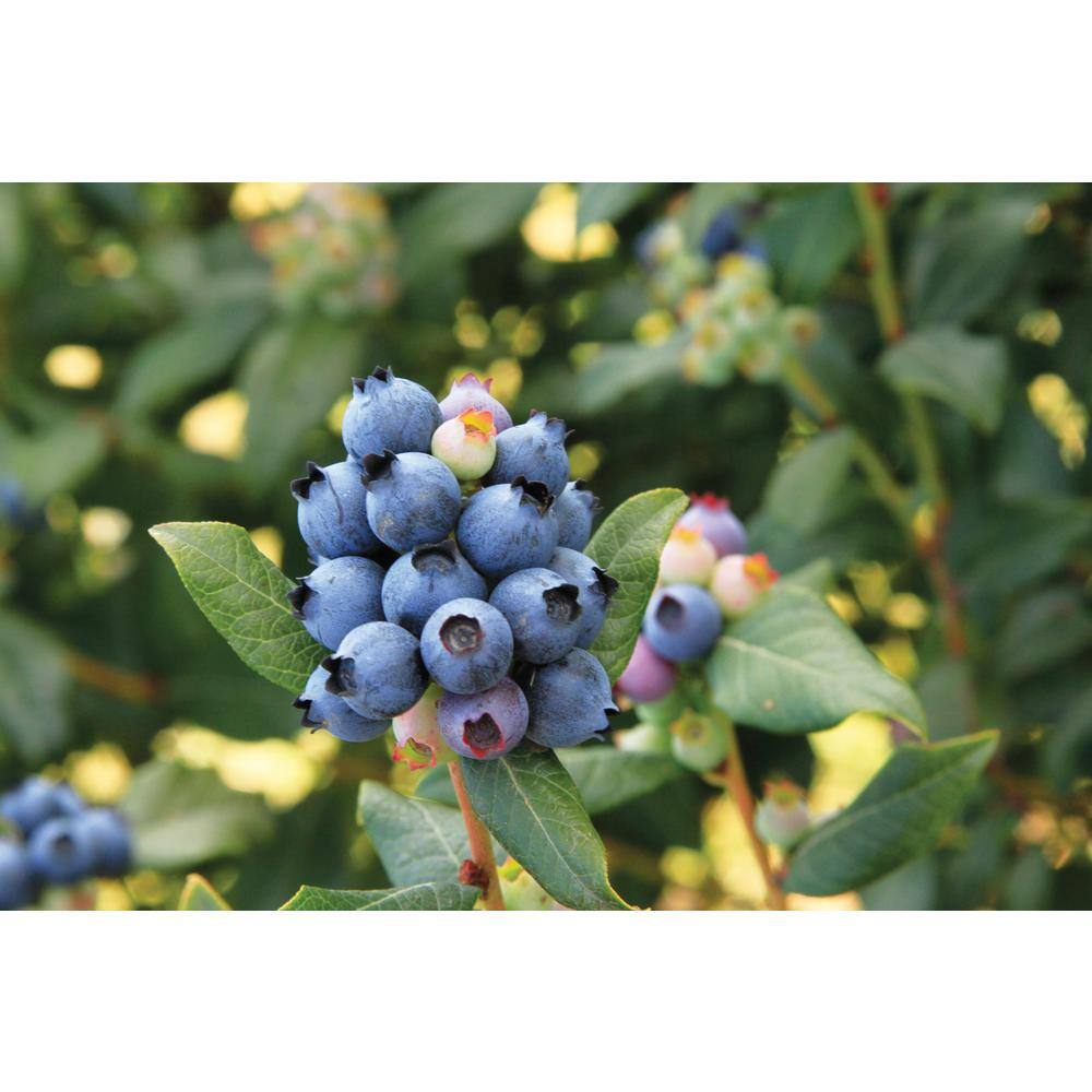 national PLANT NETWORK 5.5 in. Bushel and Berry Perpetua Blueberry PlantHD2045 The Home Depot