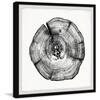 black-art-prints-tstump54bfpfl18-e1.1